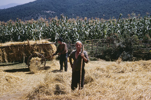 Winnowing hay