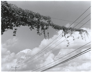 Vines on power lines
