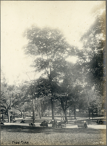 Tree Number One Hundred Forty-Eight in the Boston Common