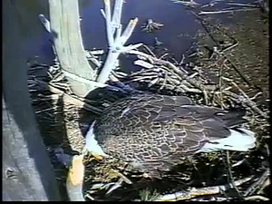 The Eagles Of Western Maryland; (From Northeast Utilities Video)