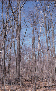 Farm Forestry Unit transition to Hopkins big pasture. 1. South section with large red oaks (Quercus rubra) north of Carriage Road Trail.