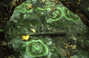 Iron head of pike pole found in Moon Lot - Primmer Farm woods.