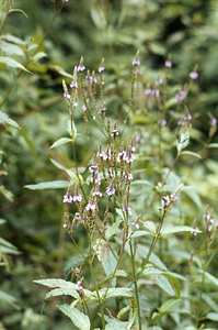 Blue vervain trailside on the southern Lower Loop Trail.
