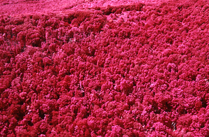 Aerial false color IR image of Taconic Crest Trail at Cruise Line 03 north of Jim Smith Hill. False Color Infrared/True Color Project.
