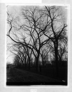 Tree #27 in Deer Park on Boston Common, Boston, Mass., November 19, 1894