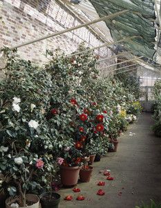 Camellias in the greenhouse, Lyman Estate, Waltham, Mass.