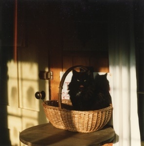 Ezra the black cat, seated in a basket at the Common Reader Bookshop