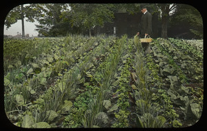 Man with basket in large vegetable garden