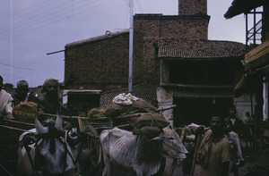 Ox carts near Patna