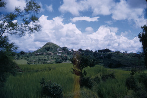Vegetation within Kathmandu Valley farms