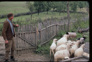 Radomir Rajčić and sheep