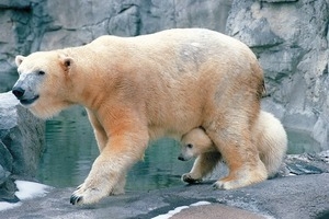 Trixie the polar bear with her cub Triton at the Roger Williams Park Zoo