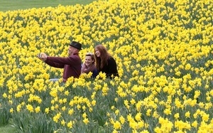 Field of daffodils in Newport