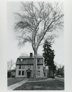 Strong House with sycamore
