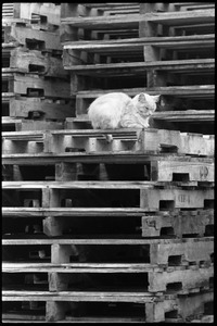 Cat seated on a stack of pallets