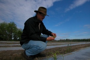 Lazy Acres Farm (Zuchowski Farm): Allan Zuchowski inspecting the soil in a newly planted corn field