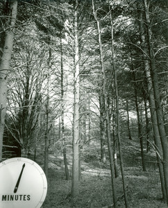 Forestry and Wildlife Management - Pruning trees