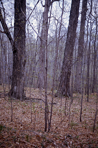 Sugarbush east of Carriage Road Trail, view toward Ford Glen Brook.