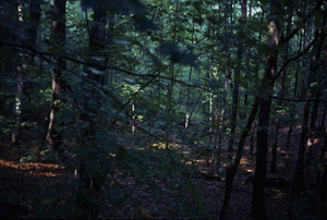 HMF Phenology site. 15 June 1973
