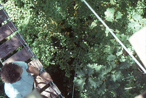 Canopy walkway 5. View down with Barthold "Bart" Bouricius and red oak - sugar maple canopy from east end tower.