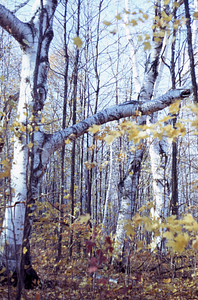 Open-grown paper birch (Betula papyrifera) at edge of Hopkins haymeadow on the southwestern side of the Carriage Road.