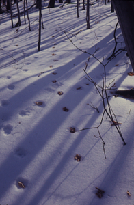 Beech (Fagus grandifolia) leaves in animal tracks.