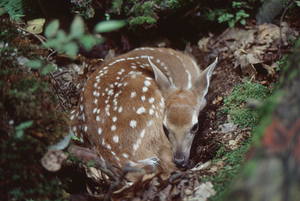 Fawn found in forest series number 8. Close-up of fawn.