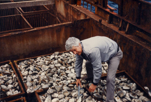 Taking surf clam sample in port