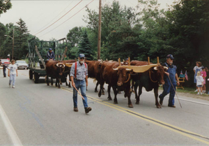 Oxen at Norwell town parade 1999