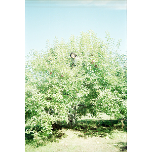 Woman in an apple tree on a Chinese Progressive Association trip