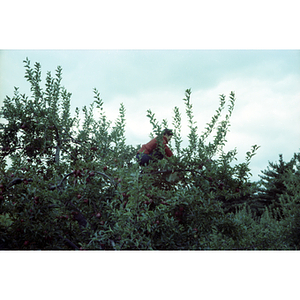 Boy climbing an apple tree on a Chinese Progressive Association trip