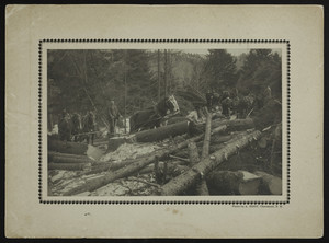 Groups of men cutting down trees, location unknown, undated