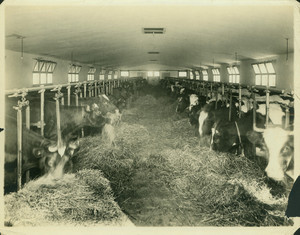Cows feeding in barn, Cherry Hill Farm, Beverly, Mass., undated