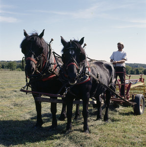 Horses pulling rig, Watson Farm, Jamestown, R.I. - Digital Commonwealth