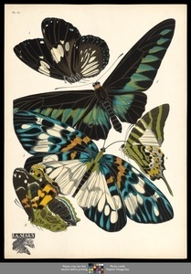 Papillons. Plate 10