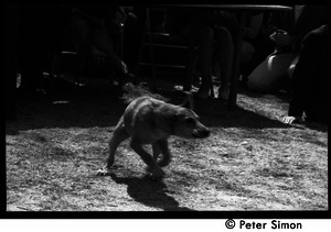 Resistance on the Boston Common: dog running around the protest