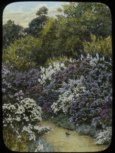 Michaelmas daises (garden with white and purple flowering asters)