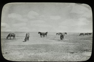 Prairie scene (horses grazing)