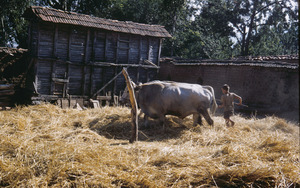 Bullocks in Velesta