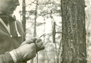 Forestry and Wildlife Management - Mt. Toby Forest
