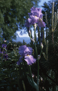 Blue iris in Kay Cunningham's garden at 336 Bulkley St. USFS Residence and Headquarters.