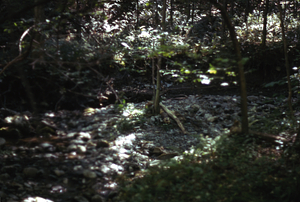 South + Middle Branch Birch Brook site. Two months after the 2.5" overnight (29-30 June 1973) rainfall event.