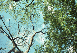 Leafed-out sugar maple (on right) next to red oak not yet leafed-out in early May, 1977.