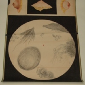 Teaching watercolor of microscopic view of human cells, 1848-1854