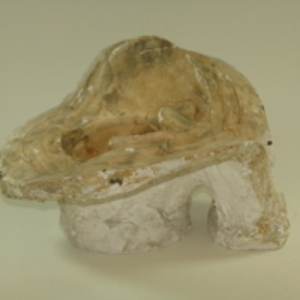Dickinsin-Belskie partial mold of female pelvis, 1939-1950