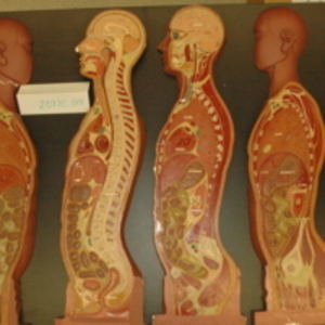 Four piece model of sectioned human body, 1939-2007