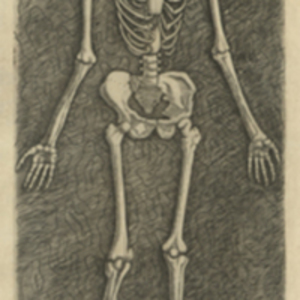 Engraving of Skeleton