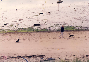 The bay, the beach, and the beasts