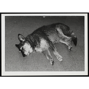 A dog lies on a linoleum floor