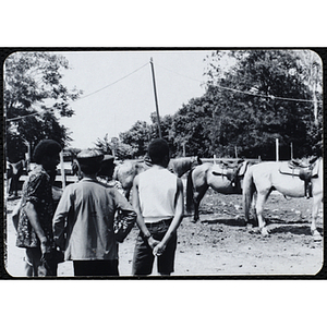 A group of teenage boys look at three saddled horses